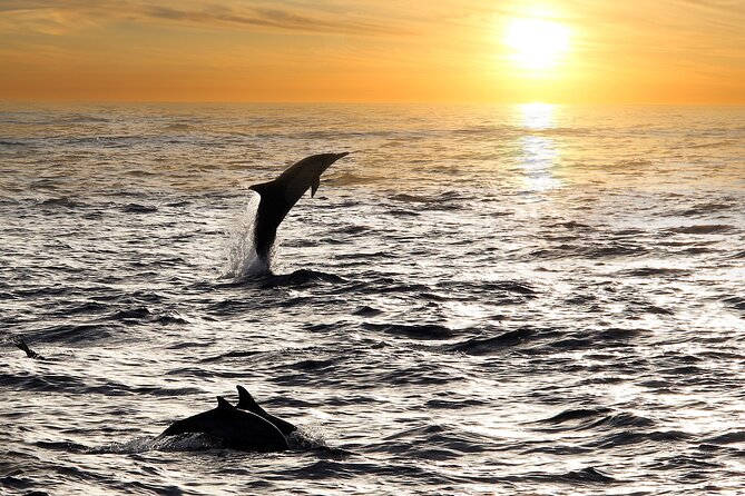 2-Hour Dolphin Guided Safari NP Brijuni from Fazana - Setting out from Fažana at 6:00 pm