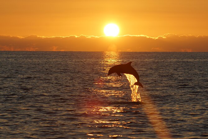 2-Hour Dolphin Guided Safari NP Brijuni from Fazana - Searching for dolphins around Brijuni