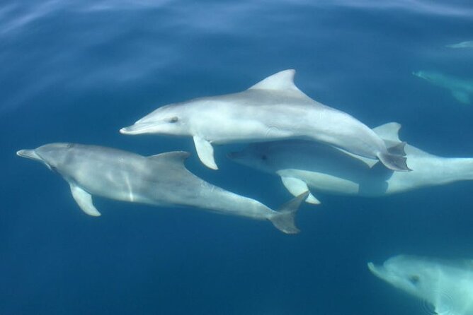 3hours all inclusive Sunset&Dolphin Tour from Medulin on Sandra - Is the $54.42 price good value?