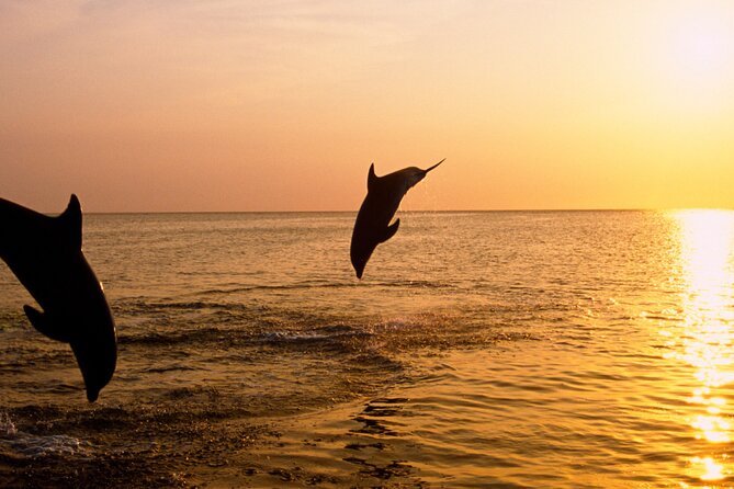 3hours all inclusive Sunset&Dolphin Tour from Medulin on Sandra - Searching for dolphins in open water