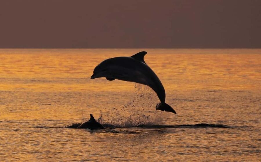 3hours Dolphin Sunset watching with unlimited drinks +dinner - What makes this Medulin boat trip worth considering