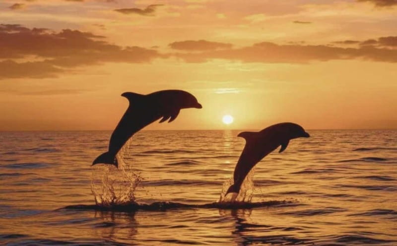 3hours Dolphin Sunset watching with unlimited drinks +dinner - Who will enjoy this boat trip most?