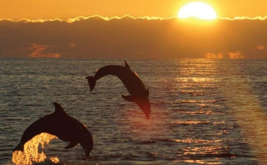 3hours Dolphin Sunset watching with unlimited drinks +dinner - Leaving Medulin harbour for the archipelago
