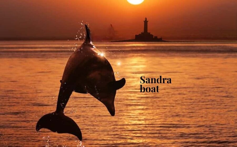 3hours Dolphin Sunset watching with unlimited drinks +dinner - Searching the Adriatic for wild dolphins