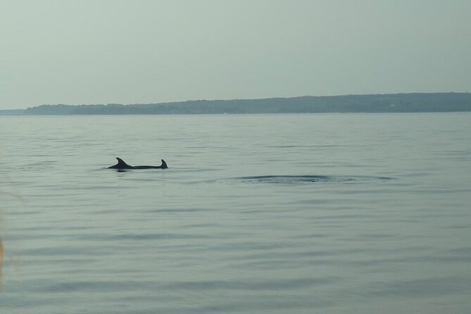 Beautiful Sunset and Dolphin Watching - Searching for dolphins in open water