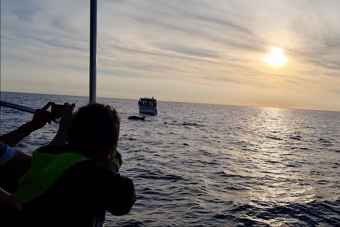 Beautiful Sunset and Dolphin Watching - The mood on board