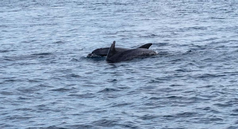 Brijuni Islands: Sunset & Dolphins private boat tour - Sunset over the Adriatic