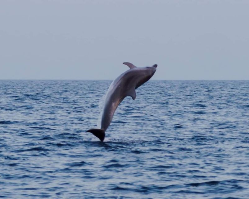 Brijuni Islands: Sunset & Dolphins private boat tour - The skipper can shape the whole evening