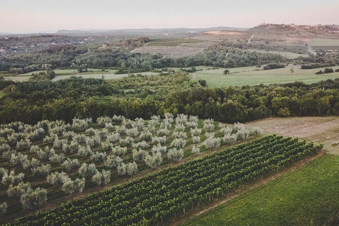 Buje: Authentic Istrian family farm, guided walk, foods & wine - Eating under the tree: the Istrian tasting plate
