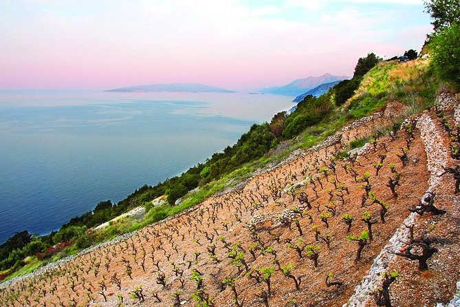 Classic Tour with Wine Tastings from Dubrovnik - The first tasting: oysters, white wine, and a taste of the coast