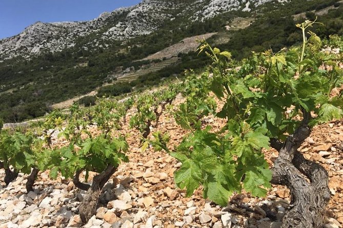 Classic Tour with Wine Tastings from Dubrovnik - Three wineries and a useful wine lesson