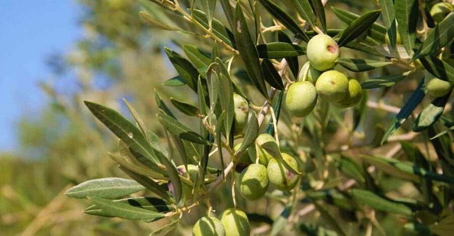 Cres: Olive Oil Walking Tour with Tastings - Start near Cres town, then walk into the olive groves