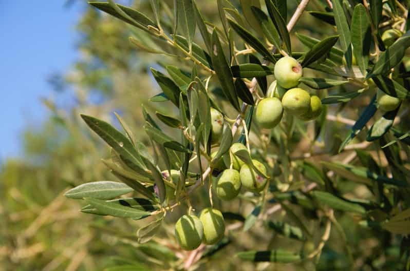 Cres: Olive Oil Walking Tour with Tastings - Inside the only olive oil mill on Cres
