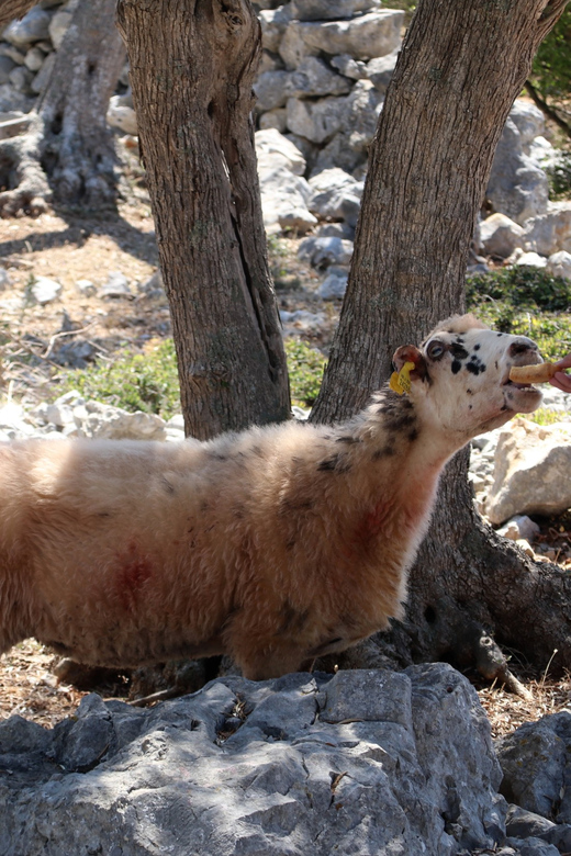 Cres: Olive Oil Walking Tour with Tastings - Jams made from Cres fruit and olives