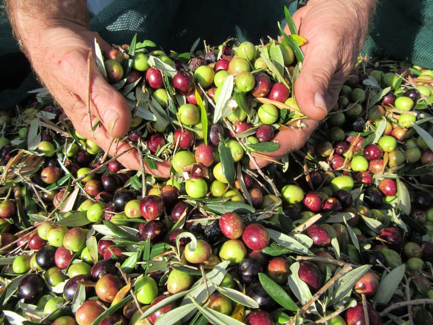 Cres: Olive Oil Walking Tour with Tastings - How this compares with a standard tasting