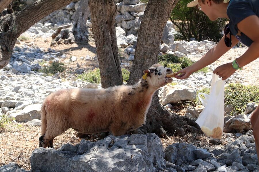 Cres: Olive Oil Walking Tour with Tastings - What you learn from Cres olive trees
