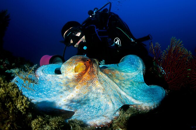 Diving day tour with 2 dives - A 1 to 1.5-hour surface break
