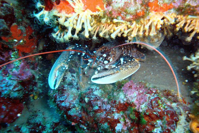Diving day tour with 2 dives - The second session and return to Tucepi