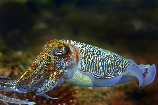 Diving day tour with 2 dives - What the $91.31 price really covers