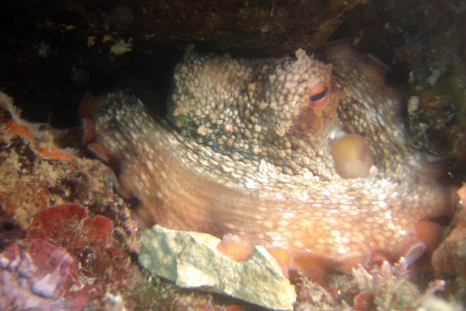 Diving day tour with 2 dives - Weather, flexibility, and cancellation
