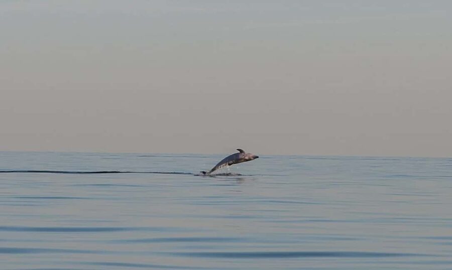 Dolphin safari every evening - Comfort, Capacity, and Onboard Equipment