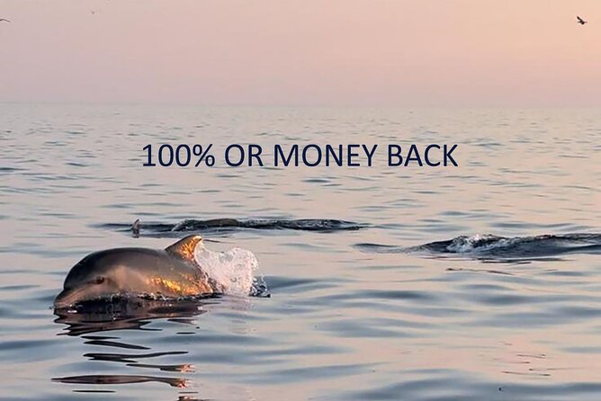 Dolphin Sunrise Adventure with Speedboat - Key points at a glance