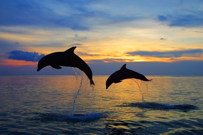 Dolphin Sunset Adventure with Speedboat - What the skipper adds to the ride