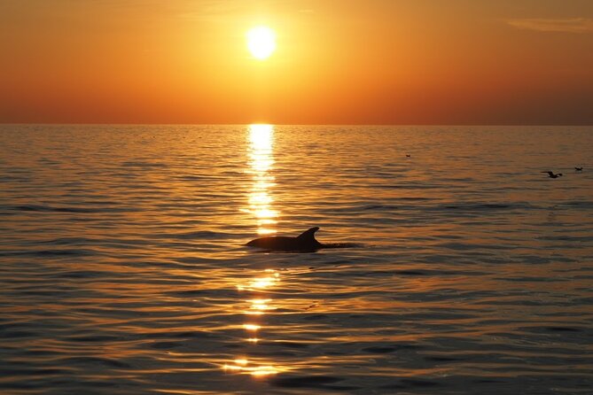 Dolphin Sunset Adventure with Speedboat - The sunset payoff