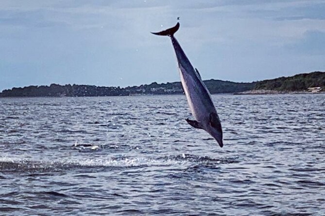 Dolphin Sunset Adventure with Speedboat - The first half: searching the Adriatic for dolphins