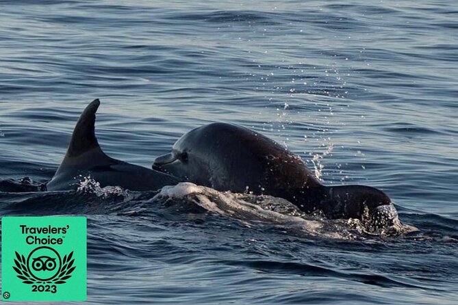 Dolphin & Sunset tour with Brijuni panorama - Passing the Brijuni islands by boat