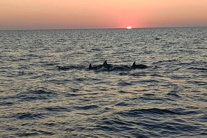 Dolphin & Sunset tour with Brijuni panorama - Looking for dolphins in a protected habitat
