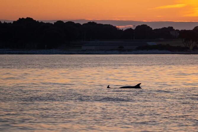 Dolphin & Sunset tour with Brijuni panorama - Who should book this Brijuni sunset tour?