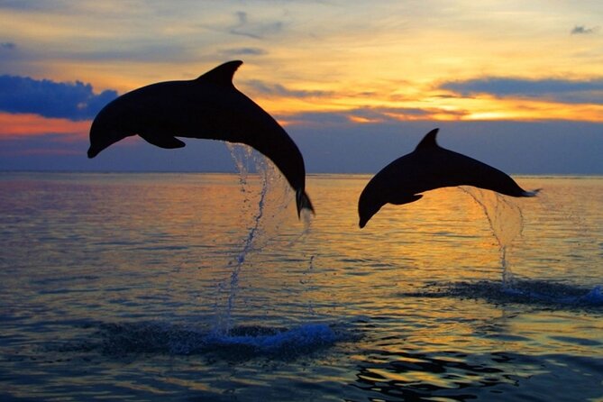 DOLPHIN WATCHING | Pula Boat - The dolphin-watching briefing and search