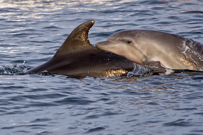 DOLPHIN WATCHING | Pula Boat - The wildlife question you should not skip