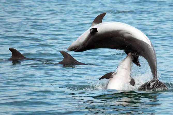 DOLPHIN WATCHING | Pula Boat - Following the Brijuni coast by boat
