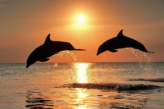 Dolphin Watching & Sunset Boat Tour With Dinner and Drinks - Reaching the southern edge of Brijuni National Park