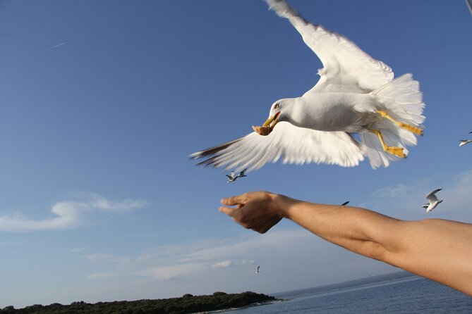 Dolphin Watching Sunset Boat Trip in Pula with Dinner - Should you book the sunset dolphin cruise?