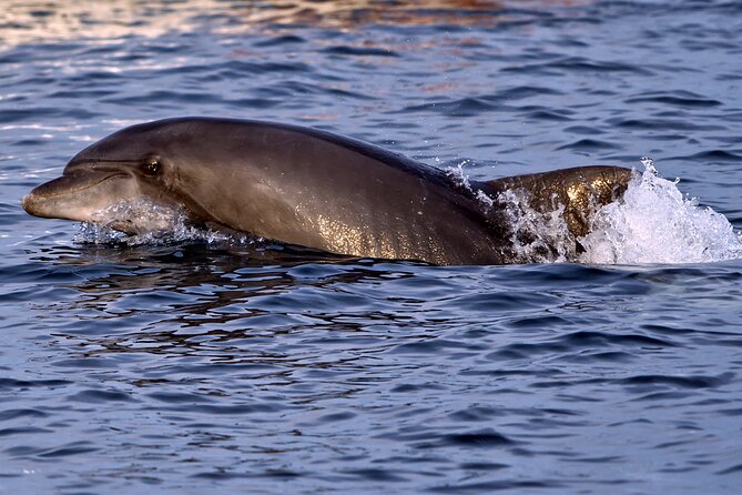 Dolphin Watching Sunset Boat Trip in Pula with Dinner - Searching for bottlenose dolphins near the islands