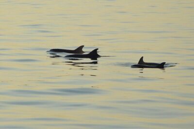 Dolphin Watching Tour – 85% Chance – Drinks & Dinner Included