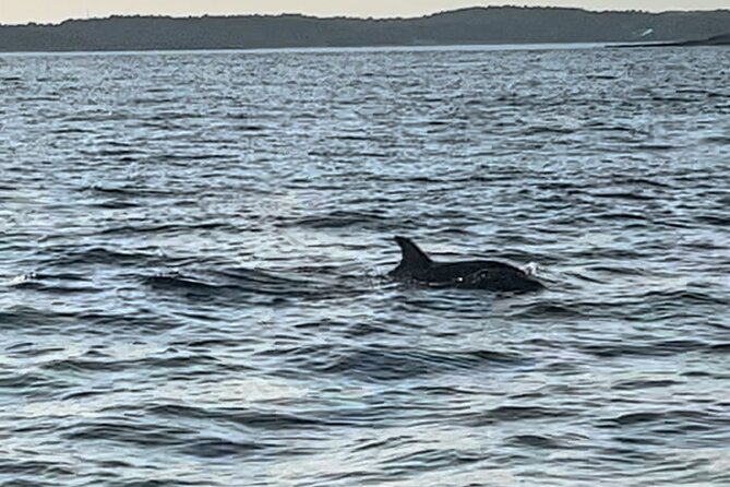 Dolphin Watching Tour – 85% Chance – Drinks & Dinner Included - Dinner on Board: Convenient, but Not Fine Dining