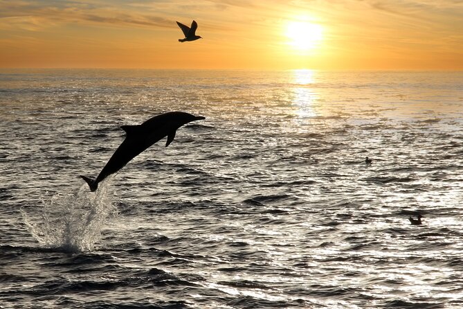 Dolphin Watching Tour – 85% Chance – Drinks & Dinner Included - What the $54.42 Price Really Buys
