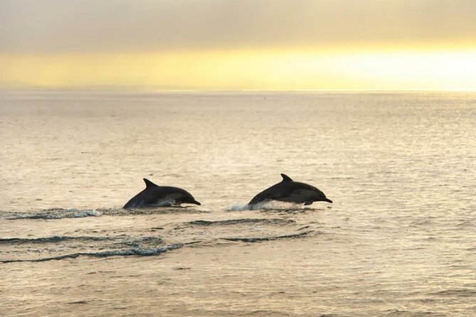 Dolphin Watching Tour – 85% Chance – Drinks & Dinner Included - Who Will Enjoy This Cruise Most