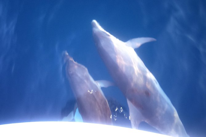 Dolphins Watching in the National Park Brijuni from Pula - Leaving Pula at 5:30 pm