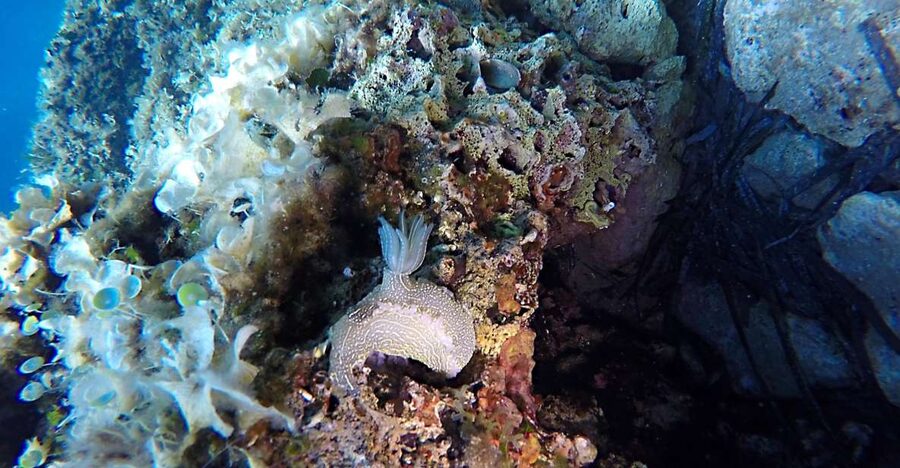 Dubrovnik: 1-Day Discover Scuba Diving Course - Key points for your Dubrovnik scuba day