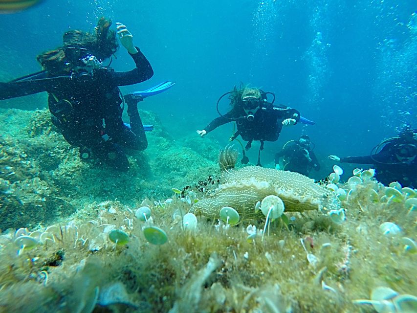 Dubrovnik: 1-Day Discover Scuba Diving Course - Meeting at the Dubrovnik Palace hotel