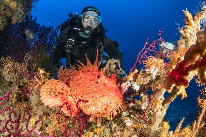 Dubrovnik 1 Dive for Certified Divers - Who will get the most from this outing