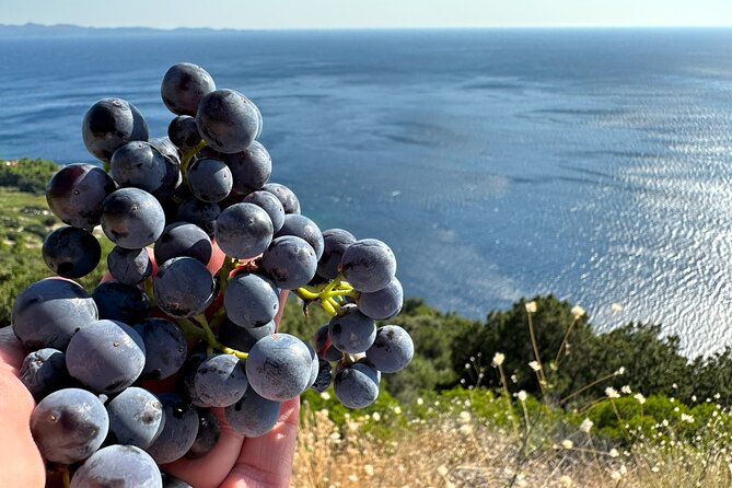 Dubrovnik Private Wine Tasting Tour to Peljesac Peninsula - Trstenik allows the day to breathe
