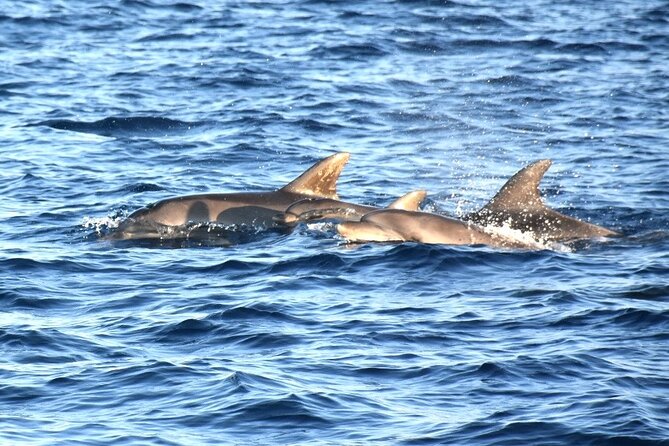 Fantastic DOLPHIN & SUNSET TOUR with dinner ( Pula-NP BRIJUNI ) - Cruising past all 14 Brijuni Islands
