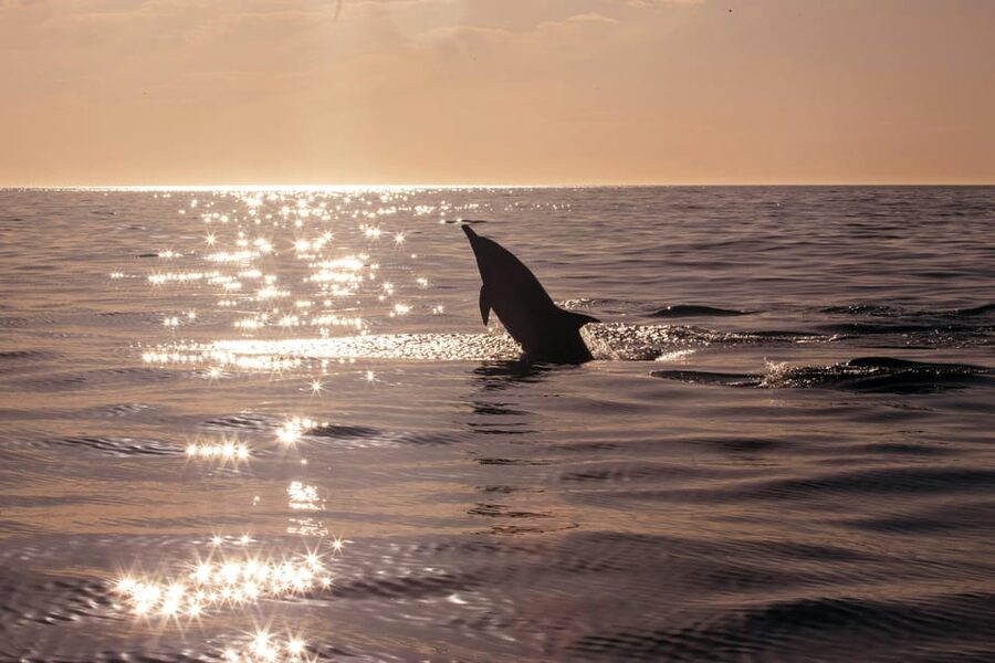 Fazana: Dolphin Finder in Brijuni islands Safari with Dinner - Where the experience may disappoint