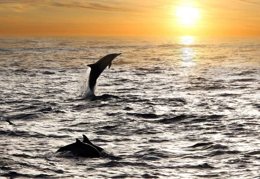 Fazana: Dolphin Finder in Brijuni islands Safari with Dinner - Looking for bottlenose dolphins